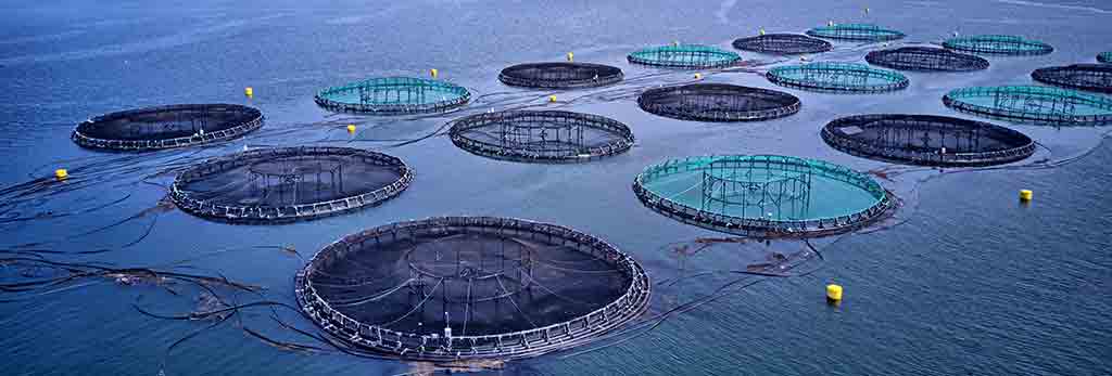 Summer-Challenges-in-Aquaculture-with-Sidney-Fernandes