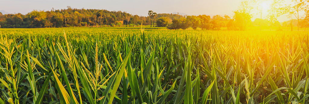 corn plantation